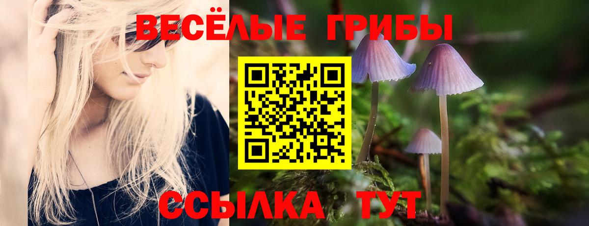 Майкоп  купить   Вход с VPN  Псилоцибиновые грибы Cubensis 